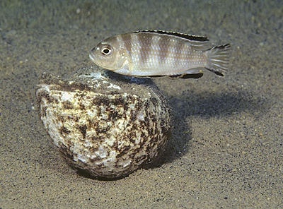 Maylandia ngarae 'Ngara'